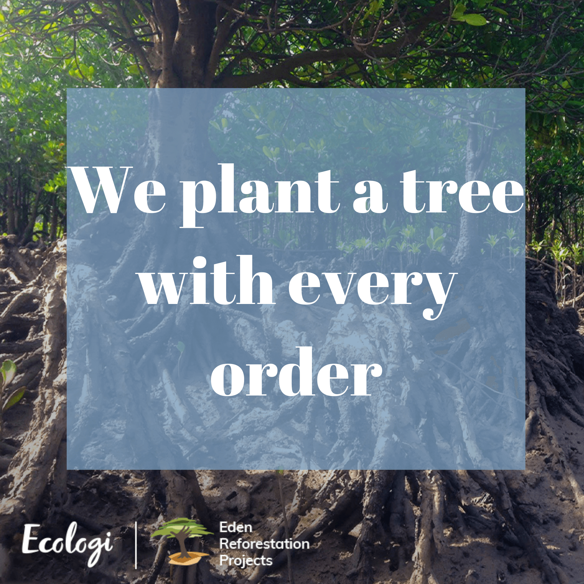 Our Reforestation Project!